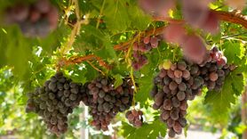 Duhok'ta Üzüm Yetiştiriciliği: 125 Çeşit ile Lezzetli Sofralar