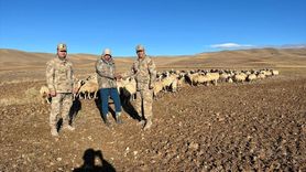 Erzincan'da Kaybolan 300 Koyun İHA ile Bulundu