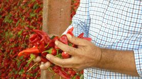 Gaziantep'te Mevsimlik İşçilerin Biber Hasadı Başladı