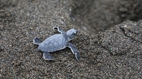 Hatay'da Kum Zambakları ve Deniz Kaplumbağaları İçin Temizlik Hareketi