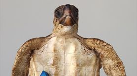 Hatay'da Nadir Bir Tür: Şahin Gagalı Kaplumbağaların Telefi