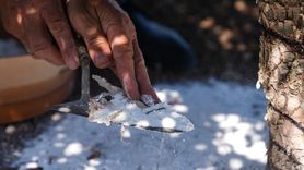 İzmir'de Sakız Ağacı Üretimi 100 Kat Arttı