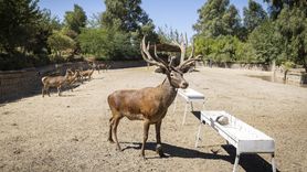 İzmir'de Yaralı Kızıl Geyik İyileşerek Sürüye Katıldı