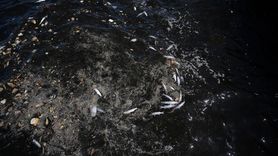 İzmir Körfezi'nde Balık Ölümleri Devam Ediyor