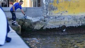 İzmir Körfezi'nde Süregelen Balık Ölümleri