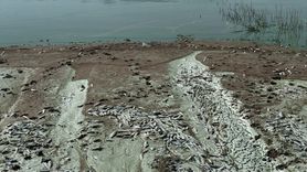 Kahramanmaraş'ta Sır Barajı'ndaki Balık Ölümleri İnceleniyor