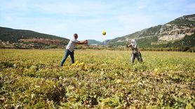 Karabağlar Yaylası'nda Kavun Hasadı Gerçekleştirildi