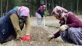 Karabük'te Safran Soğanı Ekimi Devam Ediyor