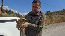 Karabük'te Yaralı Kızıl Şahin Tedavi Altına Alındı
