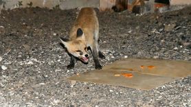 Kars'ta Vatandaşlar Tilki Yavrularını Besliyor