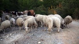 Kastamonu-Karabük Orman Yangınları Kontrol Altına Alındı