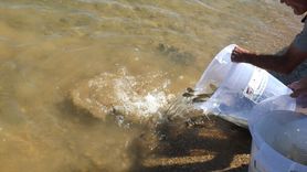 Keban Baraj Gölü'ne 10 Bin Sazan Yavrusu Bırakıldı