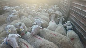 Kırklareli'nde Kaçak Küçükbaş Hayvan Getiren Şahsa 105 Bin Lira Ceza