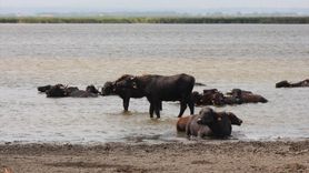 Kızılırmak Deltası Kuş Cenneti'nin Mandalar Üzerindeki Önemi