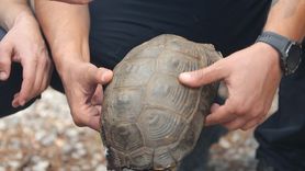 Köyceğiz'de Orman Yangınında Kaplumbağa Kurtarıldı