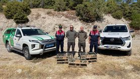 Kütahya'da 142 Saka Kuşu Doğaya Salındı