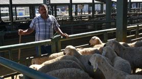 Malatya'da Canlı Hayvan Pazarı Yeniden Açıldı