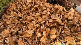 Mantar Zehirlenmeleri Hakkında Önemli Uyarı