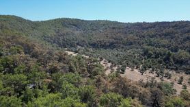 Milas'taki Orman Yangınına Hızla Müdahale Ediliyor