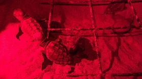 Muğla'da Kaplumbağa Yavruları Denizle Buluştu