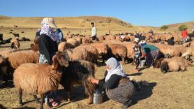 Muş'ta Kadınların Süt Sağma Mesaisi Devam Ediyor