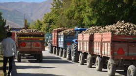Muş'ta Şeker Pancarı Alım Kampanyası Başladı