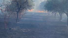 Nazilli'de Zeytinlik Alanda Yangın Kontrol Altına Alındı