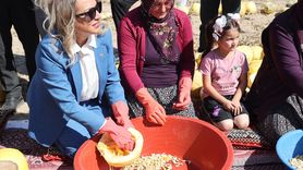 Nevşehir'de Çerezlik Kabak Çekirdeği Hasadı Başladı