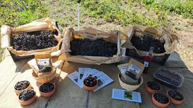 Sakarya'da Aronya Hasadı Başladı