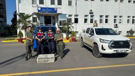 Sakarya'da Yaban Ördek Koruma Operasyonu Gerçekleştirildi