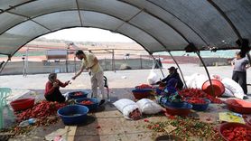Şanlıurfa'da Tarım İşçilerine Mobil Sağlık Hizmeti