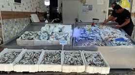 Sinop'taki Balıkçılar Sıcak Suyun Etkisiyle Umutlarını Kaybetti