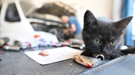 Tamirhanede Bir Kedi Sıcak Yuvasını Buldu