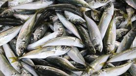 Tekirdağ Balıkçıları İstavritle Yüzleri Gülüyor