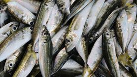 Tekirdağ'da İstavrit Sezonu