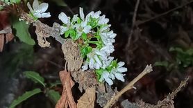 Tokat'ta Kiraz Ağaçları Beklenmedik Bir Şekilde Çiçek Açtı