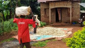 Tüm Afrika'nın Dostları Derneği'nin Mali'deki Modern Tarım Eğitimi