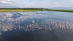Van Gölü'ndeki Kuraklık Flamingoları Etkiliyor