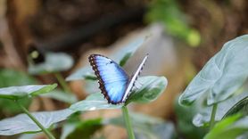 Yaz Döneminde Tropikal Kelebek Bahçesi'ne 272 Bin Ziyaret