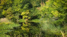 Acarlar Longozu ve Büyük Melen Havzası Sonbaharda Renk Cümbüşü Yaşatıyor