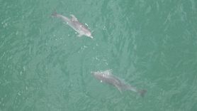 Akçakoca Açıklarında Yunusların Görüntülenmesi