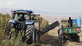 Amasya'da Vezir Kenevirinin Hasadı Başladı