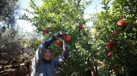 Antalya, Nar Üretimi ve İhracatında Zirvede