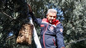 Artvin'de Butko Zeytini Hasadı Başladı