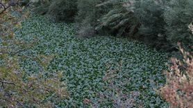 Asi Nehri'nde Su Sümbülleri Tekrar Gözlemlendi