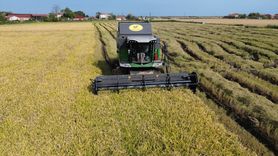 Bafra Ovası'nda Rekor Çeltik Hasadı Bekleniyor