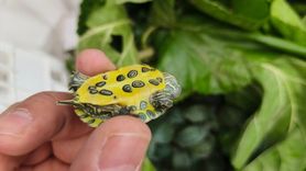 Bolu'da 500 Kırmızı Benekli Su Kaplumbağası Ele Geçirildi