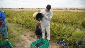 Edirne'de Aronya Hasadı Başladı