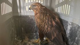 Erzurum'da İki Kızıl Şahin Doğaya Salındı