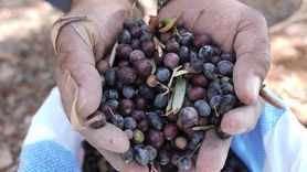 Filistin Zeytin Hasadı: Korku ve Endişeyle Geçen Günler